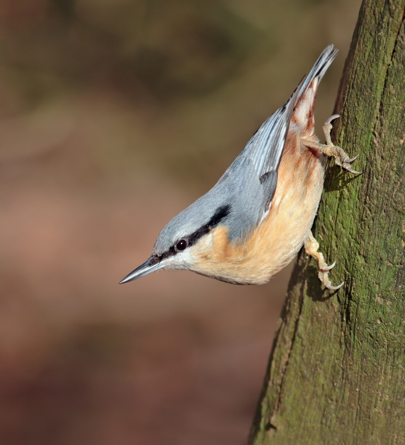 2008 (1) JANUARY - Nuthatch 